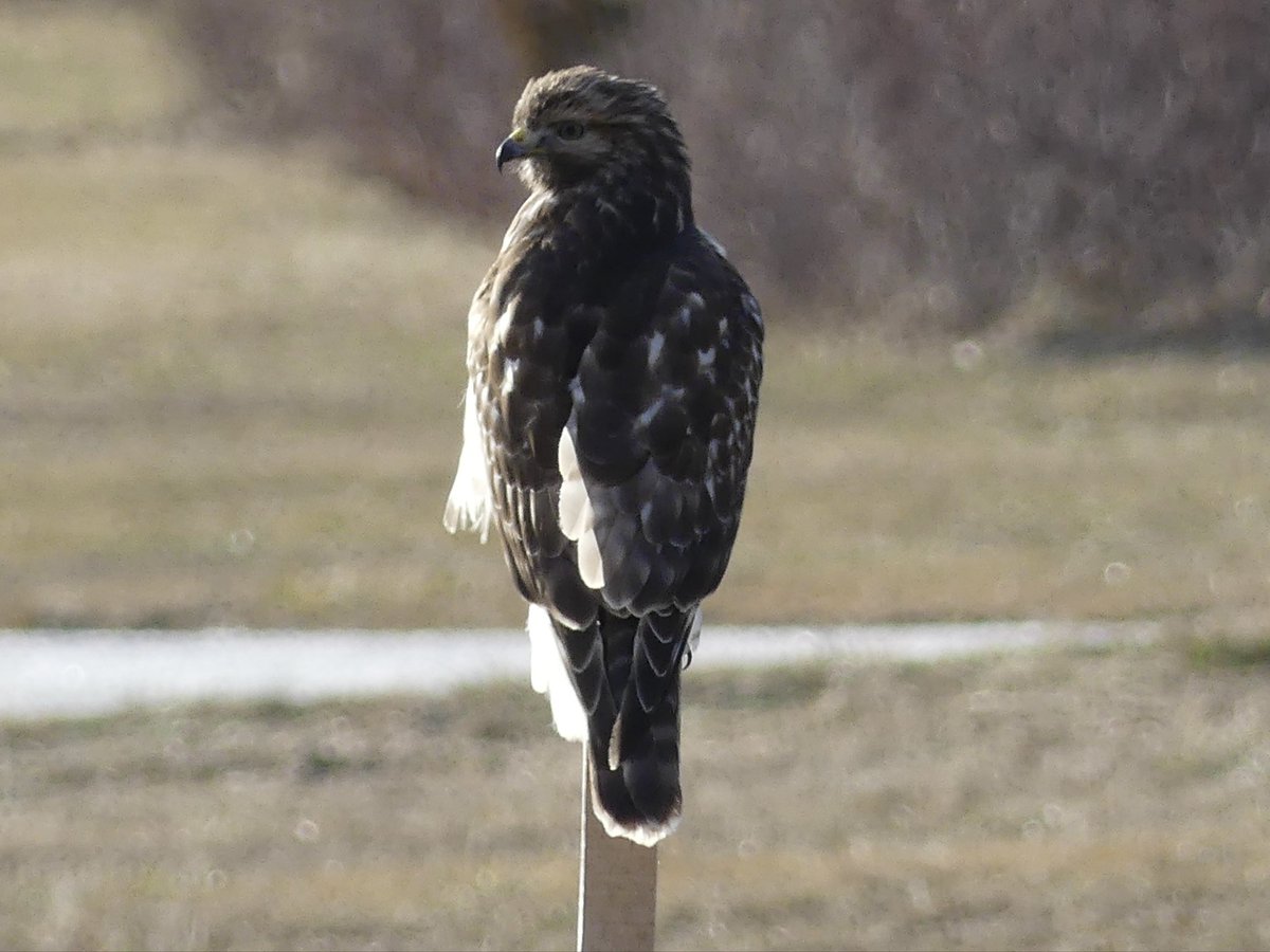 Debora Toth tweet media