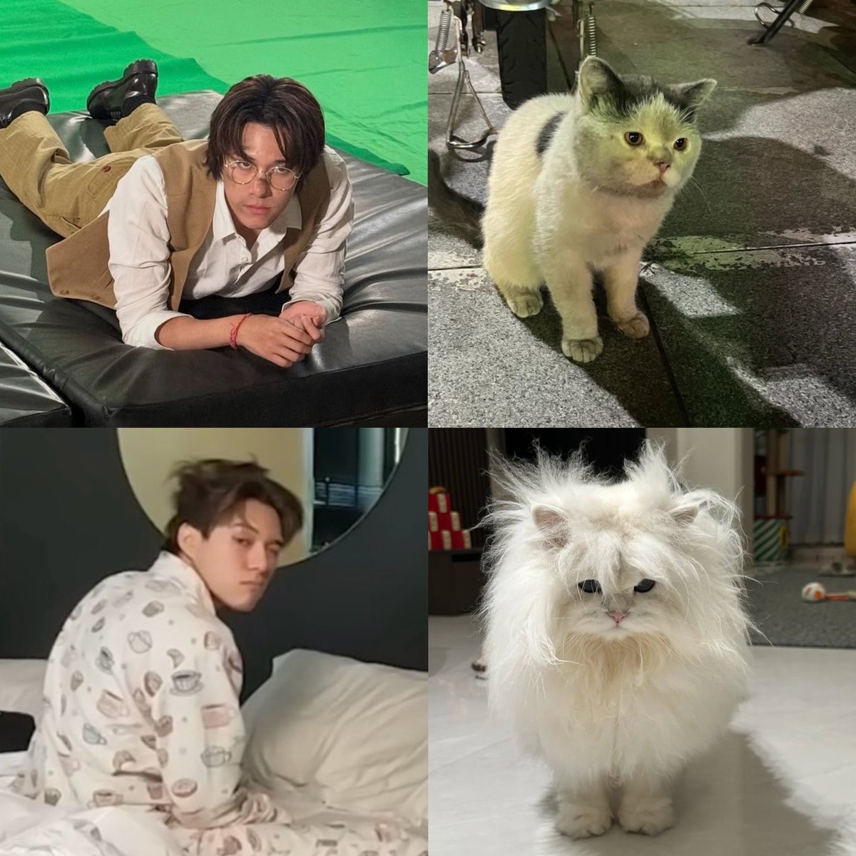 lhopejpg's tweet image. แมวเก่า ๆ หัวฟู ๆ นั่นมั่ยจ้ายจั้นสักหน่อย (ᓀ’‸`ᓂ)💢

#hirunkit_ @Hirunkit_