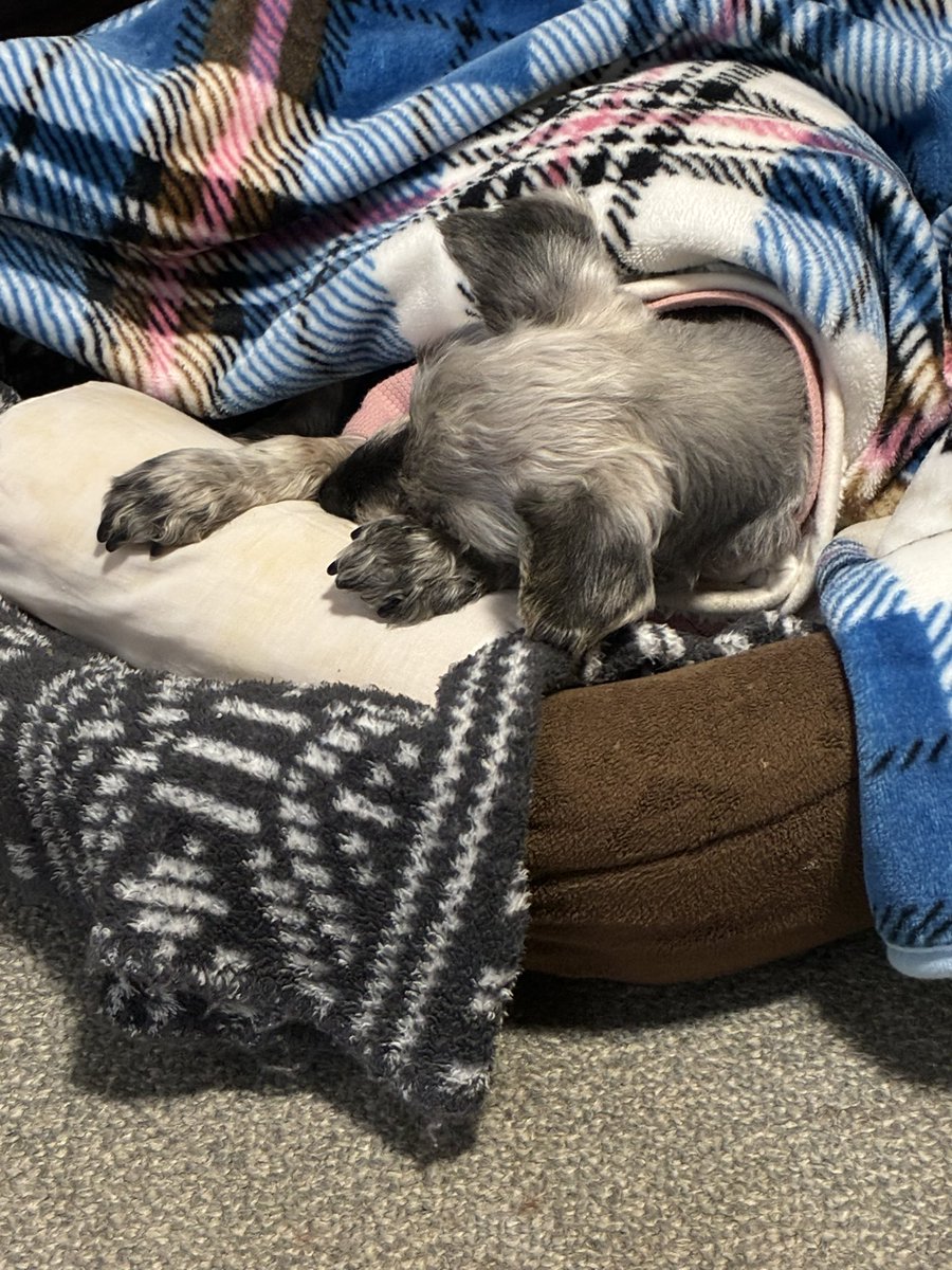 器用に枕を使うのでした。