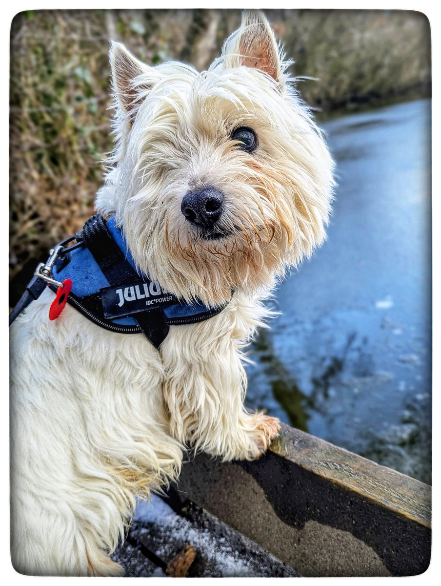 #Winter walks 
The pool looks amazing in Winter 
There are robins singing 
The ducks &amp; moorhens by the spring 
Quite slippy out today 
Hidden ice so be careful please 
Boots and bobble hats 🥳 
Things that make me happy 💛
#Gentleness 🩵
#Ready4Freddie 💚🐶
#KeepGoing x⛅