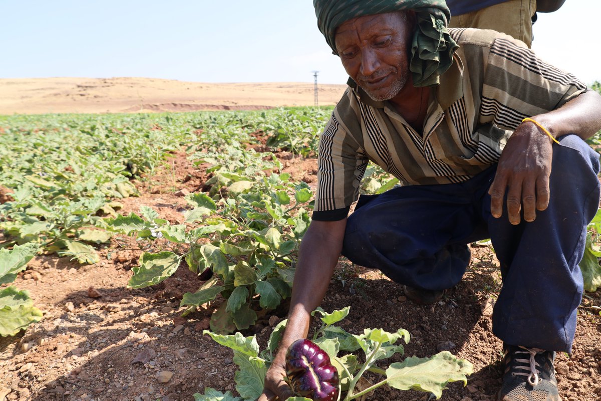 UNHCRinSudan's tweet photo. After over 6 months of hard work, refugees in Um Rakuba camp in #Gedaref🇸🇩 are harvesting fresh produce! 🍅🌿🥒🌱

Thanks to a partnership with @MastercardFdn, unused land in the camp was transformed into a community farm. Refugees also received agricultural inputs and training. https://t.co/n9OayGqqSb