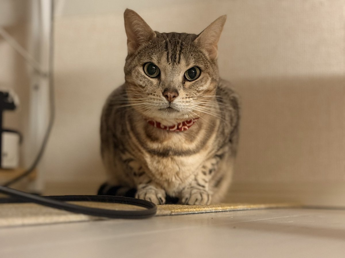 ooooliveeee's tweet image. 「かわいいね〜」が口癖の飼い主😅に付き合う３匹。今日からステロイド5mgから2.5mgへ減量しているソフィー。体の中や喉のリンパが大きく戻りませんように。
#猫のいる暮らし