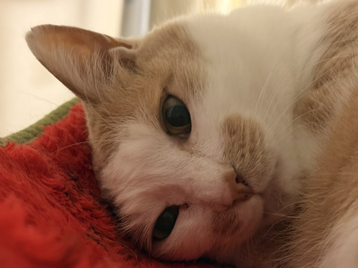 ooooliveeee's tweet image. 「かわいいね〜」が口癖の飼い主😅に付き合う３匹。今日からステロイド5mgから2.5mgへ減量しているソフィー。体の中や喉のリンパが大きく戻りませんように。
#猫のいる暮らし