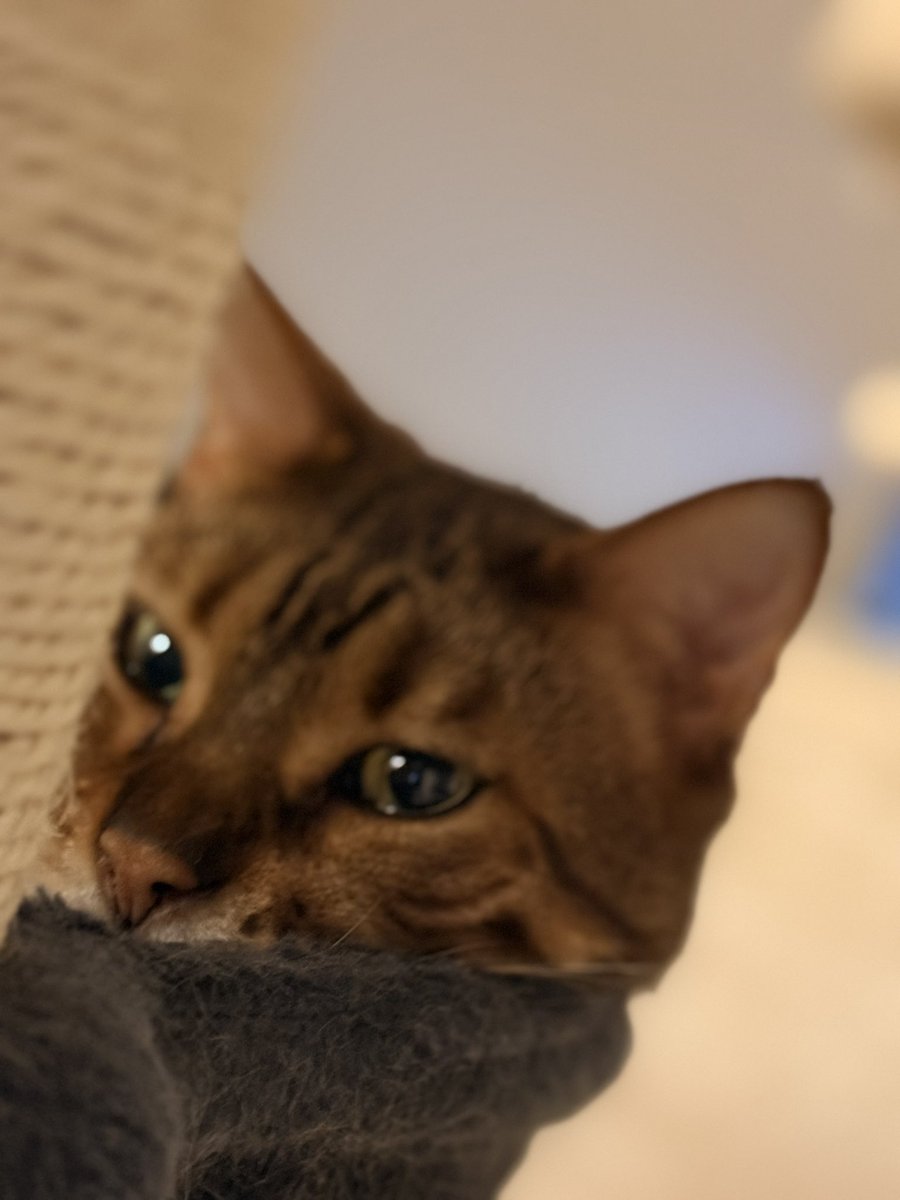 ooooliveeee's tweet image. 「かわいいね〜」が口癖の飼い主😅に付き合う３匹。今日からステロイド5mgから2.5mgへ減量しているソフィー。体の中や喉のリンパが大きく戻りませんように。
#猫のいる暮らし