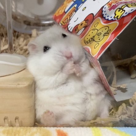 sh0piss0's tweet image. 🐻‍❄️お正月食べすぎて3段腹になっちゃったでちよ…