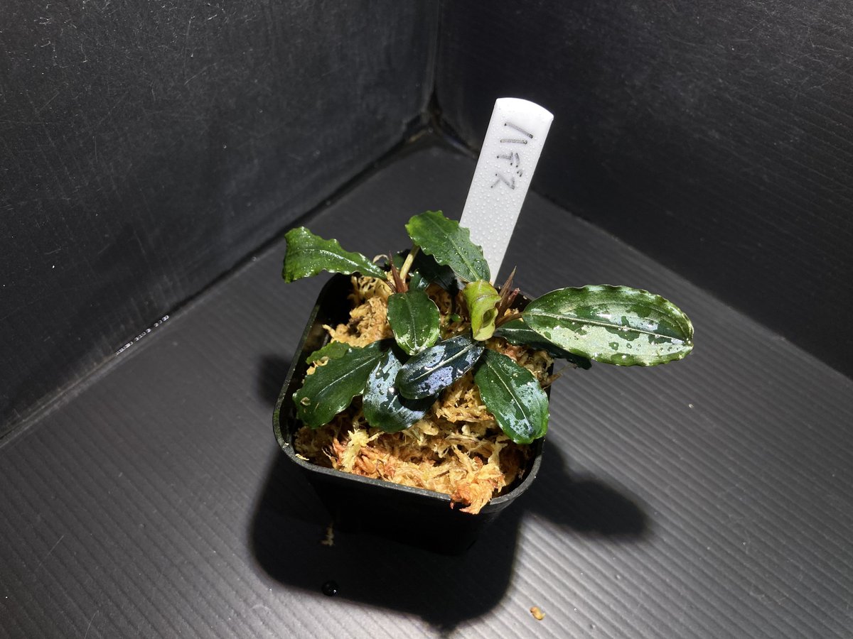 オンラインストア水草・熱帯植物追加情報】 ・Bucephalandra sp. Green