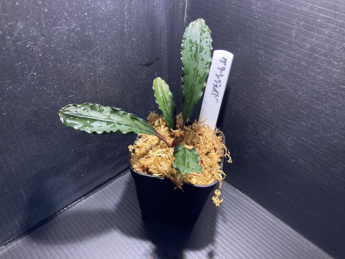 オンラインストア水草・熱帯植物追加情報】 ・Bucephalandra sp. Green