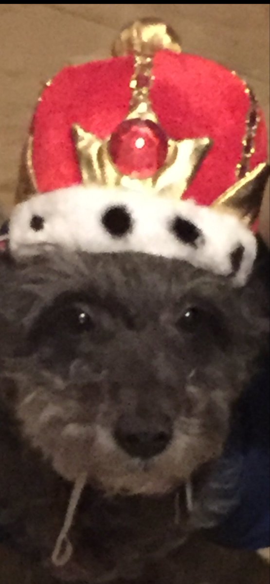 MMullunigan's tweet photo. Hey fends. Happy belated Three Kings Day. Holly Days are over but I still have lots of treats & toys. @bobo103nyc says I look like King Henry from the @BKCyclones King Henry must be cute like me. Woof #ThreeKingsDay #BrooklynCyclones #Schnoodle #DogsOfX #Adopt https://t.co/sMFl44O4as