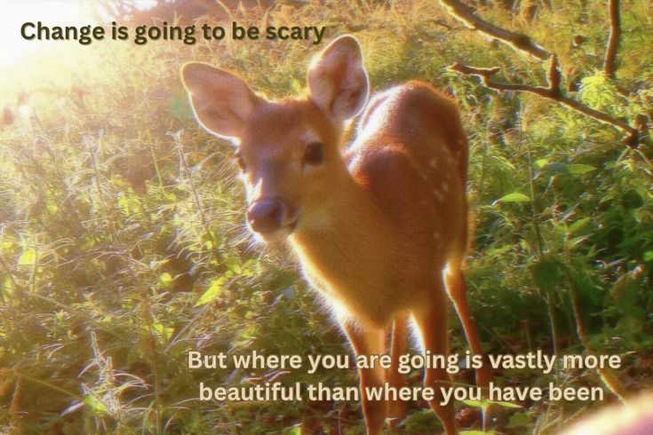 ipostdeer's tweet photo. deer wisdom https://t.co/XGVkRiuDHq