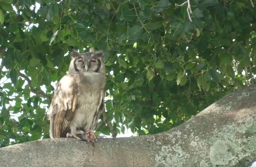loveellisSwiss's tweet photo. Birds with Dominic / Masai Mara

Verreaux's eagle-owl.... the largest African Owl
Martial Eagle
Fish Eagle 
Lappet-faced Vulture

#redLineWednesday       #wildearth https://t.co/tDLfGATi7X