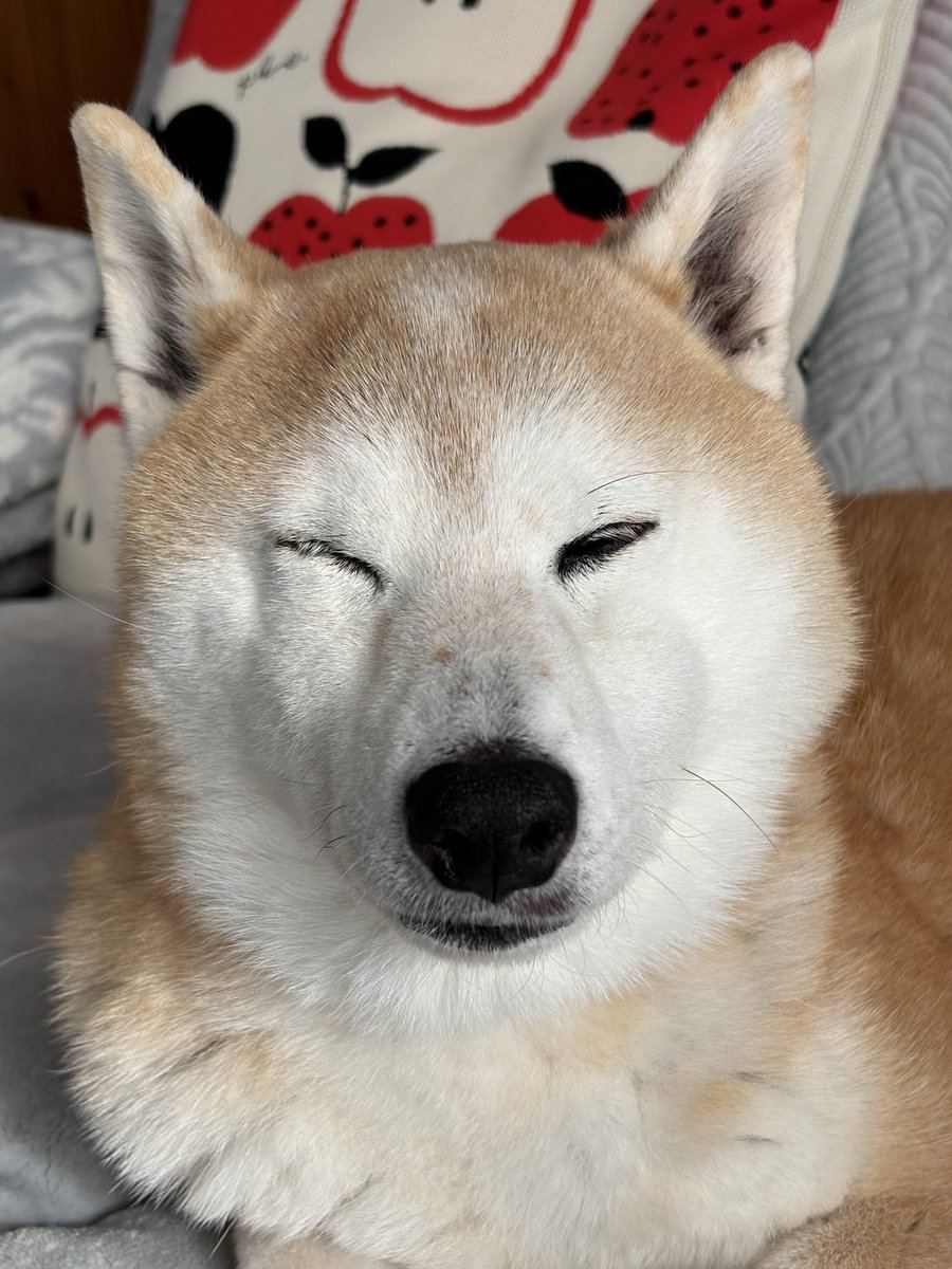 寝起きで顔が潰れてる