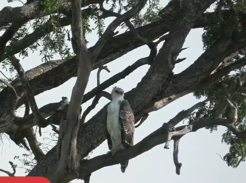 loveellisSwiss's tweet photo. Birds with Dominic / Masai Mara

Verreaux's eagle-owl.... the largest African Owl
Martial Eagle
Fish Eagle 
Lappet-faced Vulture

#redLineWednesday       #wildearth https://t.co/tDLfGATi7X