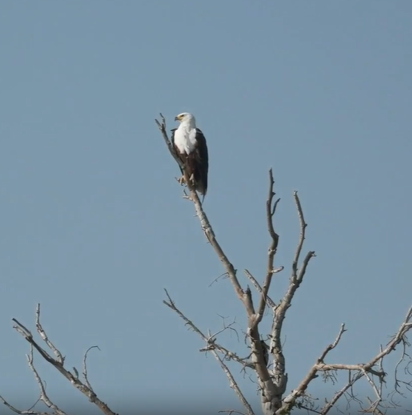 loveellisSwiss's tweet photo. Birds with Dominic / Masai Mara

Verreaux's eagle-owl.... the largest African Owl
Martial Eagle
Fish Eagle 
Lappet-faced Vulture

#redLineWednesday       #wildearth https://t.co/tDLfGATi7X