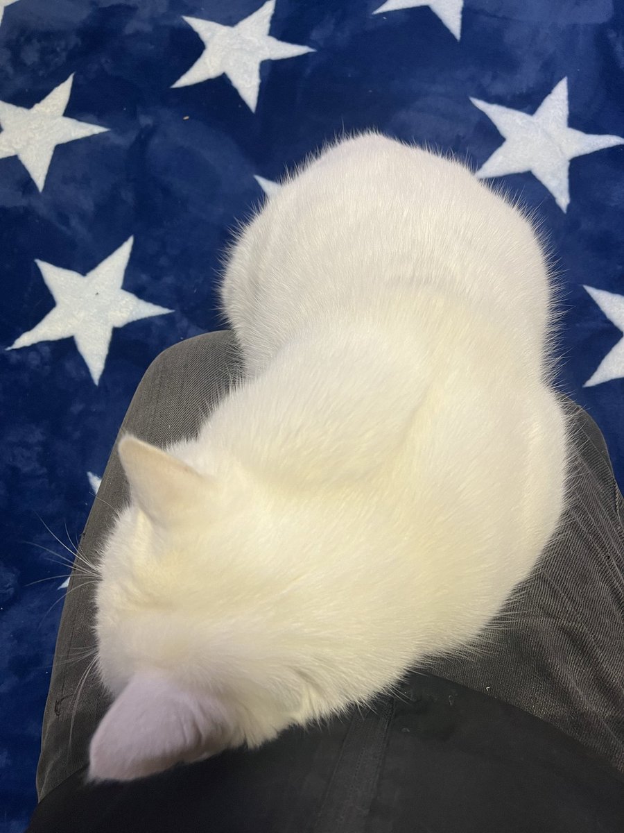 ポンちゃんは基本、膝の上から動きません😅 ちょっと膝を貸すレベル