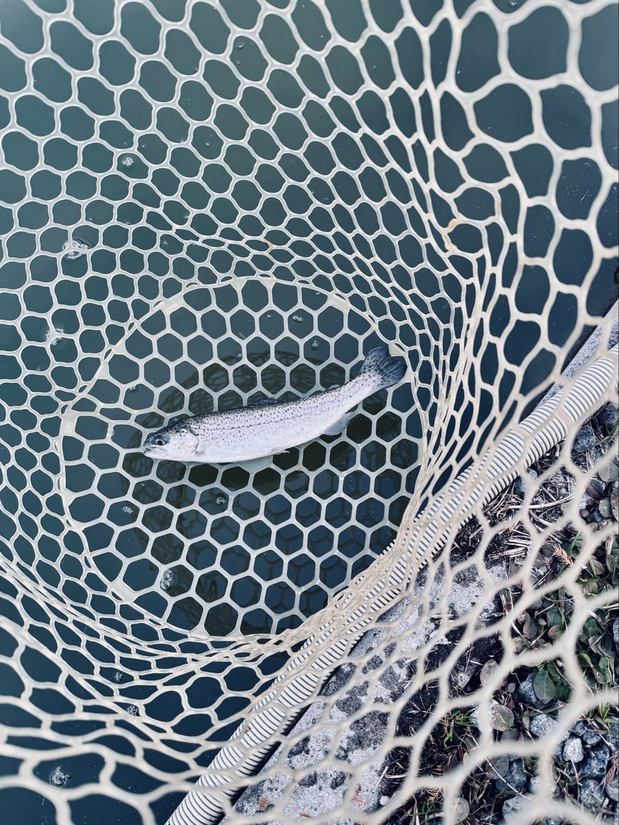 葉月/HAZUKI (@hazuki_lynch) / Posts / X