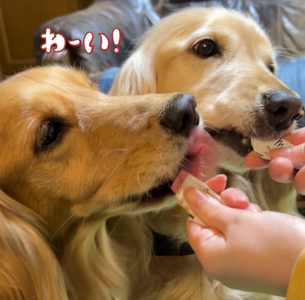 hachi_cray's tweet photo. ペロペロ激しい双子犬　#shorts
https://t.co/U45LyXqCo3
#犬用サプリメント #メディカルワン #ASMR #咀嚼音 #犬動画 #ゴールデンレトニエル https://t.co/HsvYLFKxm0