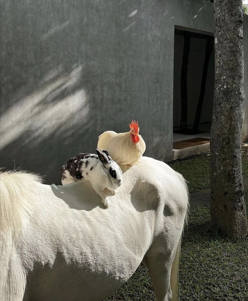 Quand un Breton entend le loup, le renard et la belette...

(Mais le Breton est souvent bourré... ou pas très bon en zoologie !)