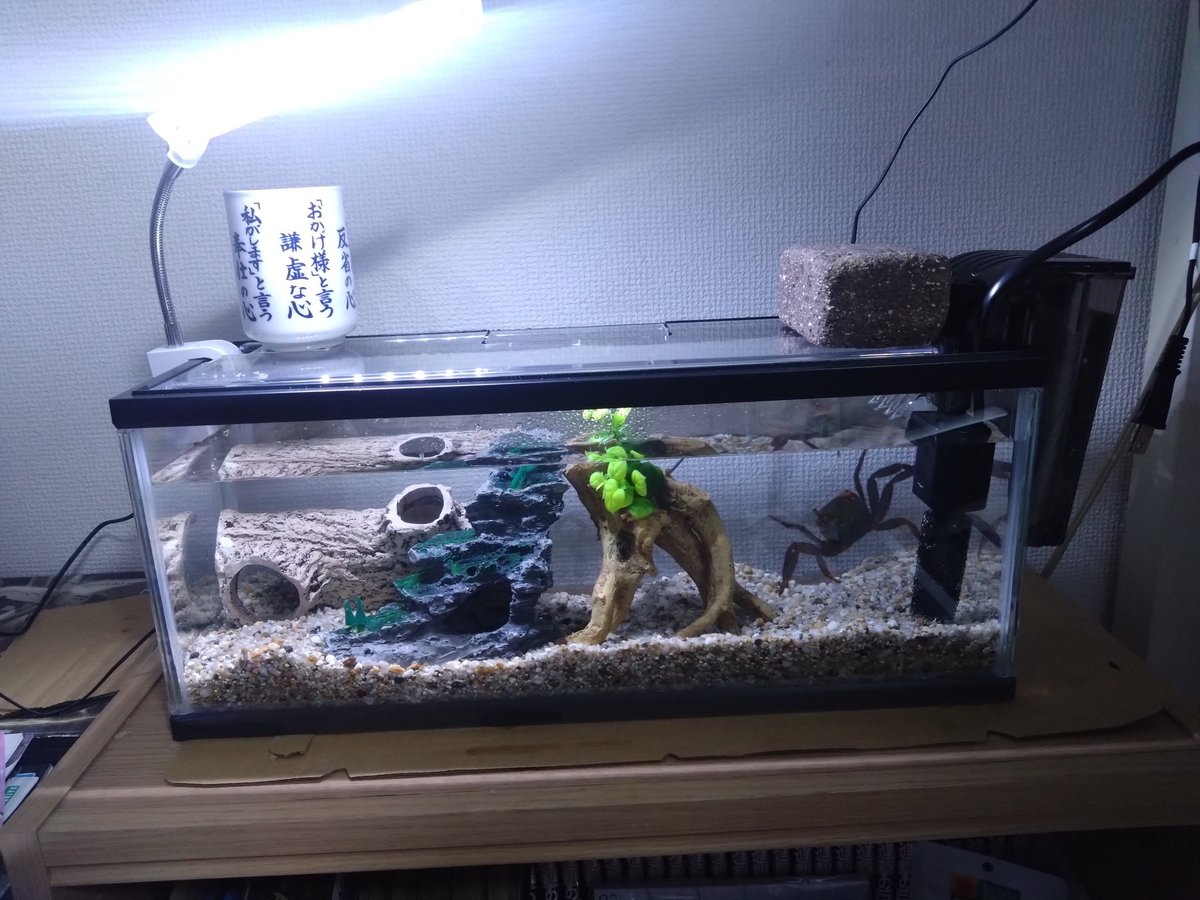 水槽 me 水槽変えました 軽くてイイね!!