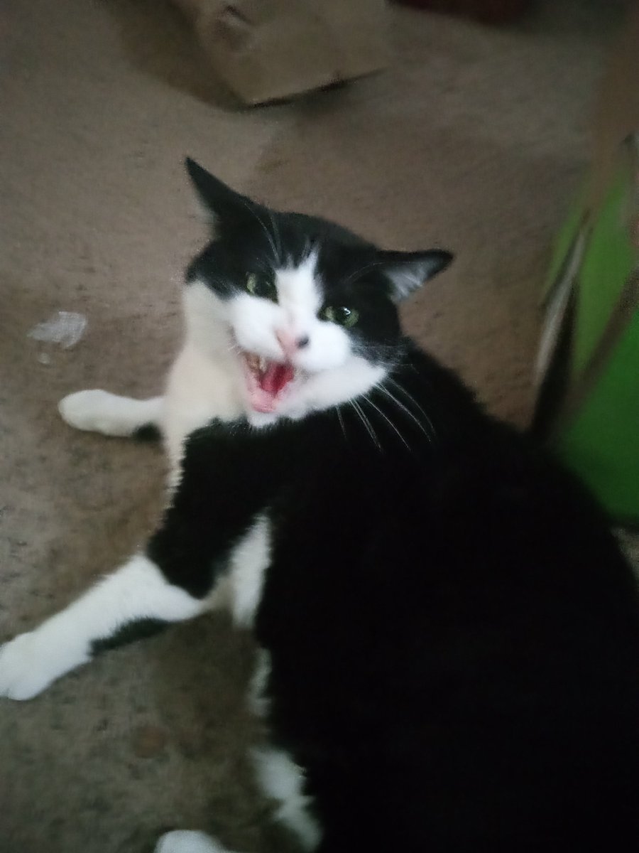 Hey <a href="/grok/">Grok</a> can you make my cat have a giant afro??