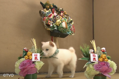 豆助 -Mamesuke- 公式 (@mamesuke_tvo) / Posts / X