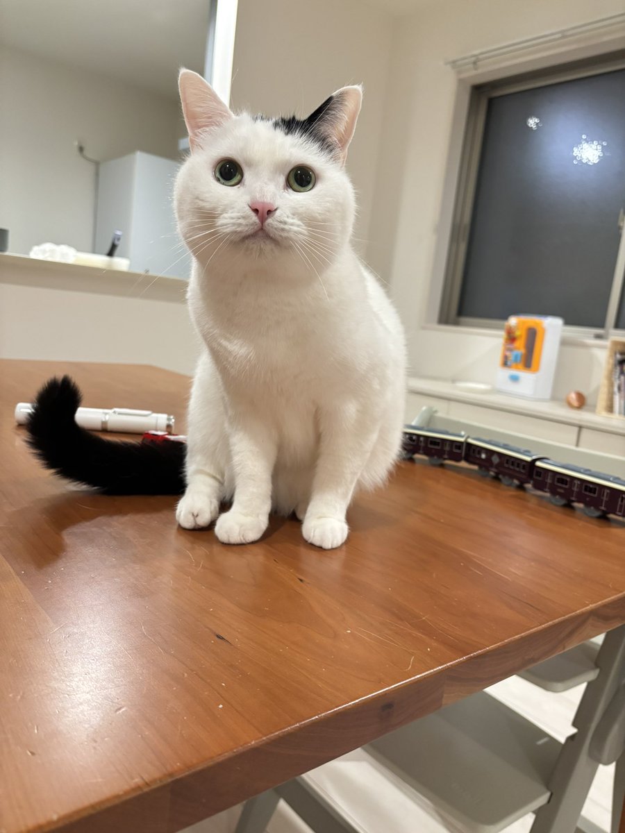 まつもとたける (@takeru0321neko) / Posts / X