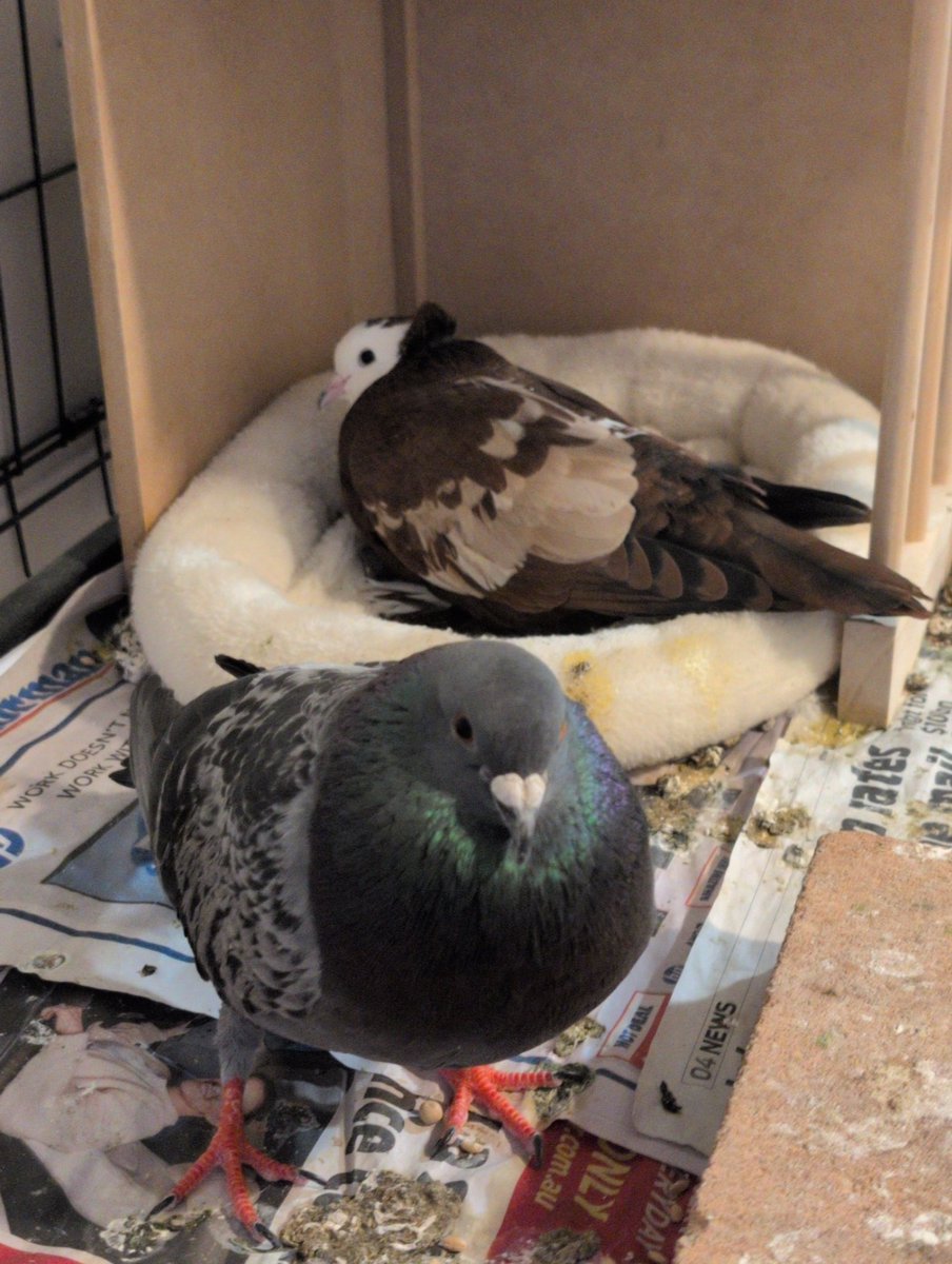 "pigeons bring bad luck"

acksuallaully ever since bringing pigeons in my home ive had nothing but good luck 😤😤😤