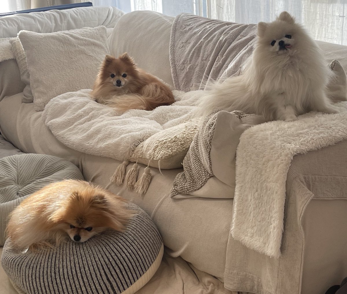 ポメラニアもふもふ3匹 (@ak1toPome) / Posts / X