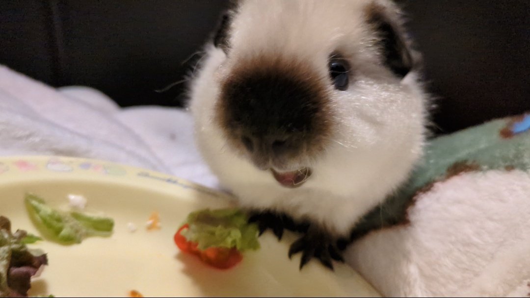 mmmooosus's tweet photo. 食べ終わった後プイプイ鳴いてた。たぶん足りなかったって要求鳴きかな。文句言ってる雰囲気は何となく分かるけど声が可愛すぎる https://t.co/izRNLw8h3e