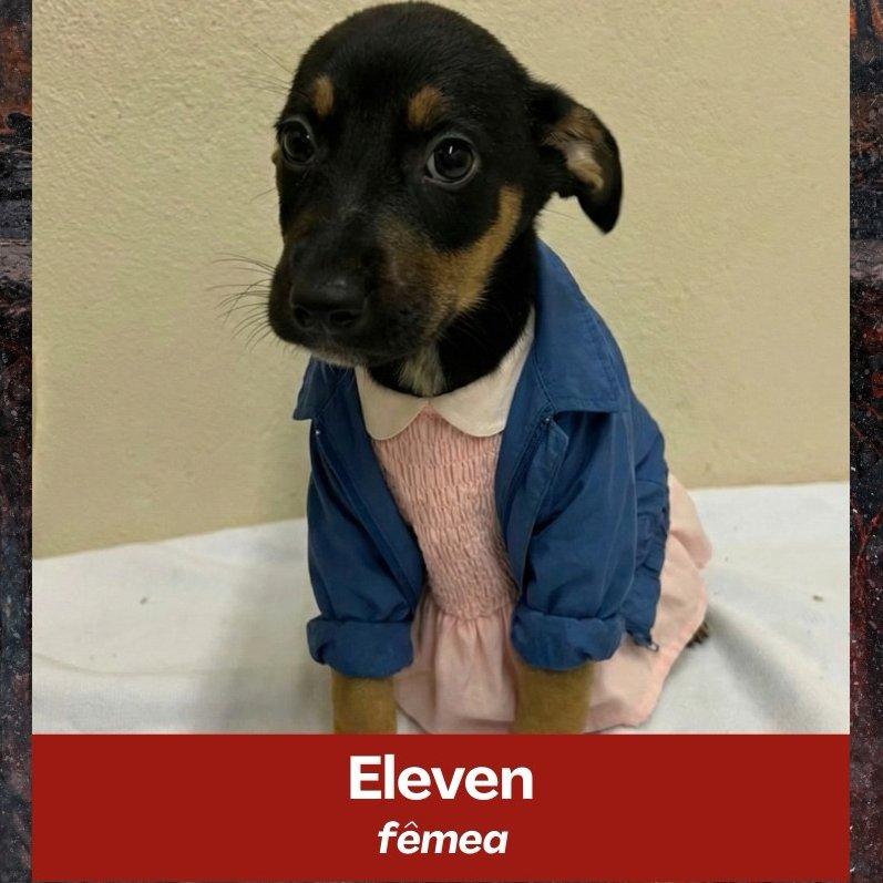 Abrigo transforma doguinhos em personagens de Stranger Things para incentivar a adoção.