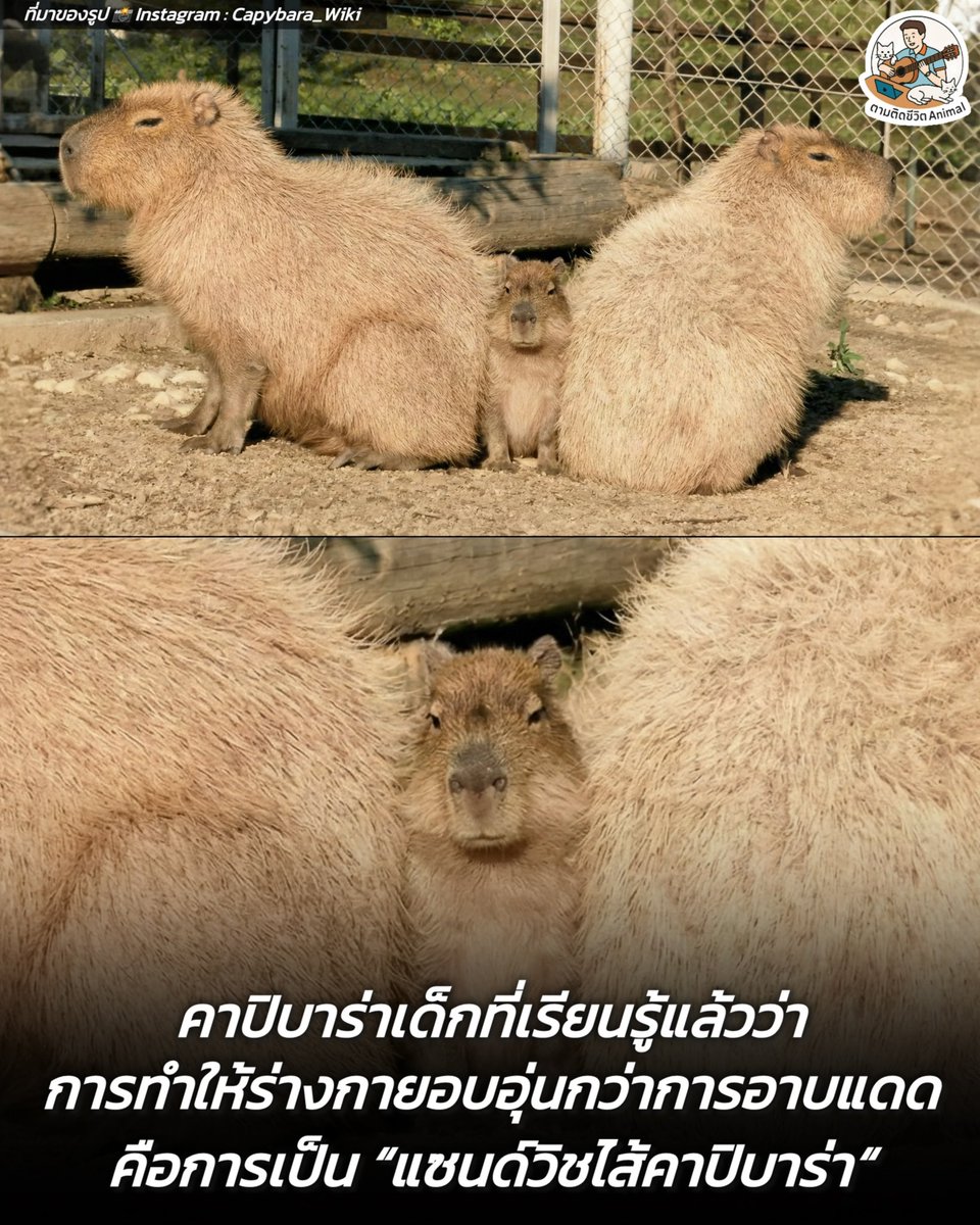 เมื่อลมหนาวเริ่มมาเยือน ลำพังแค่การนั่งตากแดดเฉยๆ ดูเหมือนจะไม่เพียงพอต่อความต้องการของร่างกายอีกต่อไป งานนี้เจ้าตัวเล็กเลยต้องใช้ไหวพริบจากการสังเกต จนค้นพบว่าจุดที่อุ่นที่สุดไม่ใช่กลางแจ้ง แต่เป็น "การแทรกกลางระหว่างคาปิบาร่าด้วยกัน" นั่นเอง กำเนิดแซนด์วิชคาปิบาร่า 😳🥹🤣