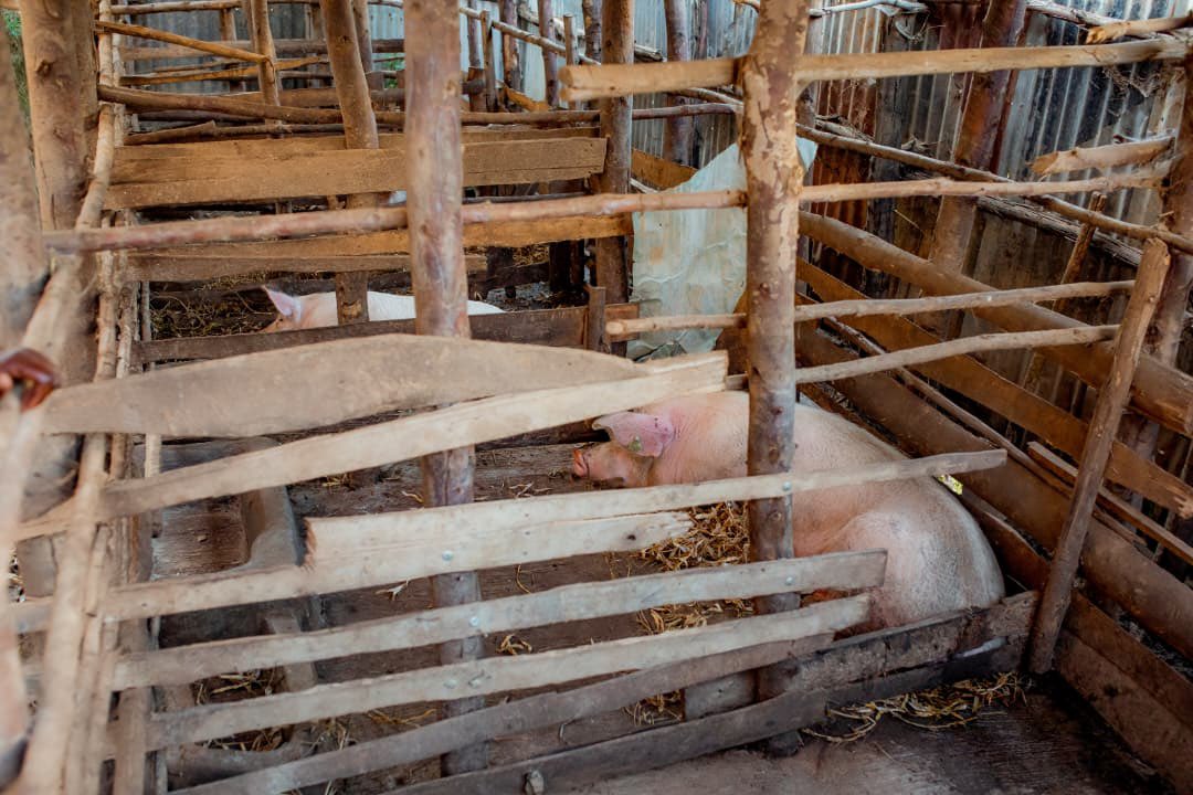 Yesterday as #PRISMMediaTour, we visited <a href="/GicumbiDistrict/">Gicumbi District</a>, where we interacted with the Vice Mayor for Economic Development, Uwera Partaite. She told us that in <a href="/GicumbiDistrict/">Gicumbi District</a> , #PRISM has focused not just on assistance, but on building strong systems. 

#Capacity building