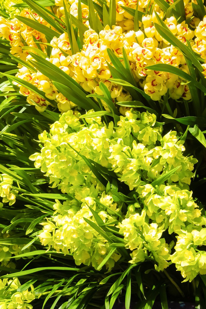 シンビジウム #季節の花 ＼ 冬〜春に大人気のシンビジウム。 贈り物の