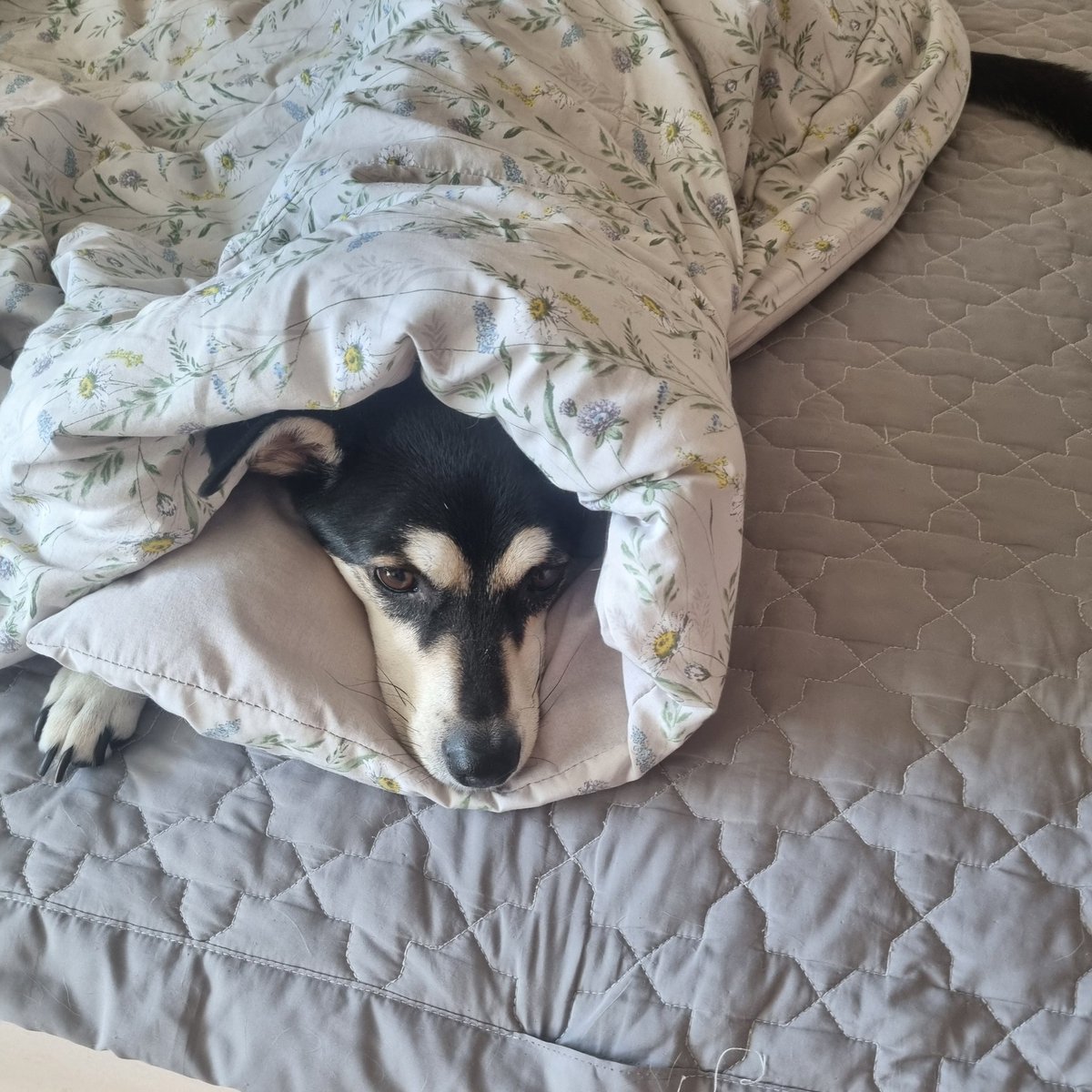 우리 들렌 요렇게 부리또처럼 해주면 포근한지 아주 잘 있음