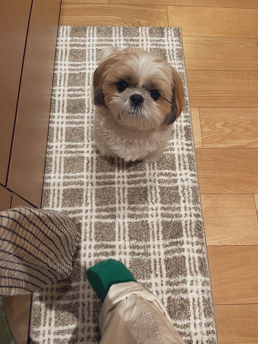 モグワイのモグ (@mogwai817) / Posts / X