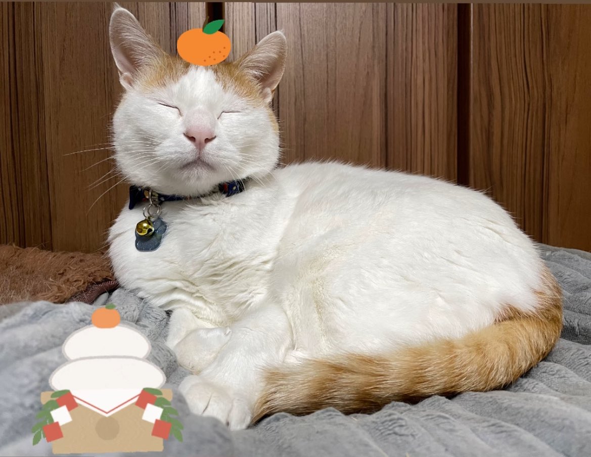 むぎ (@mugi411) / Posts / X