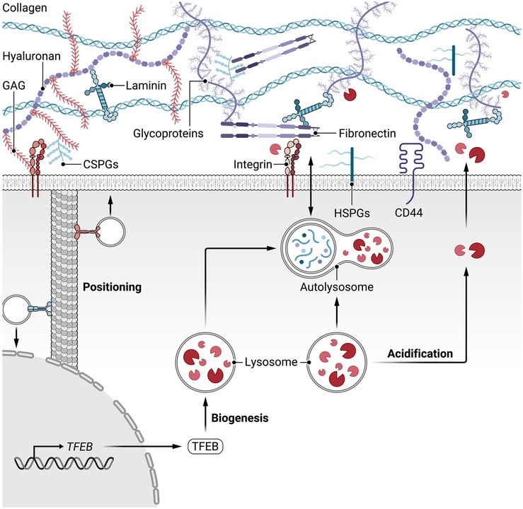 New discoveries are reshaping how scientists understand the molecular connections between the extracellular matrix and lysosomes—and the resulting implications for research and therapeutics for neurodegenerative disorders. 

Learn more in this <a href="/scisignal/">Science Signaling</a> Review: