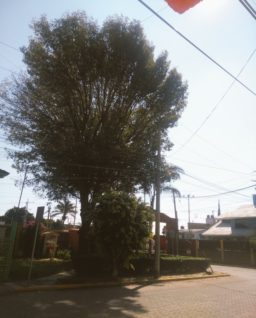 I2bcr's tweet photo. @TonantzinFdz Buen día.

Este árbol está muy alto.

Necesita poda con equipo especializado.

Se le caen las ramas con los fuertes vientos.

Se ubica en área municipalizada de San Pedro Cholula

La Caravana de la Transformación no ha venido a darle mantenimiento.

#TransformaciónParaTodasYTodos https://t.co/pcPI5Vfe5E