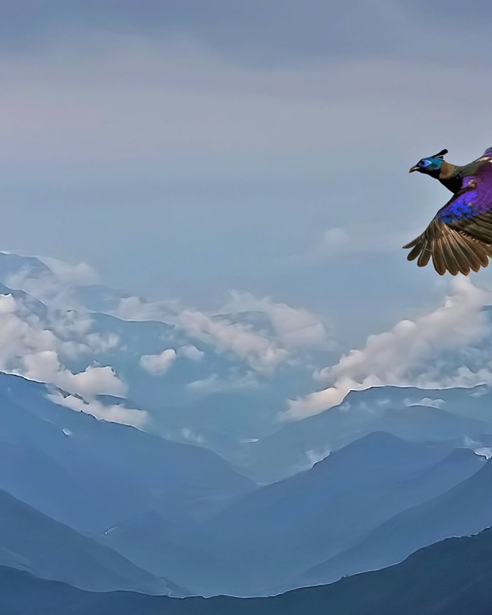 wallmagcreators's tweet photo. Witness the enchanting Himalayan Monal in flight over Bhutan! 🦚✨ Captured beautifully by IG:@/hasamnisdrsudhir. Tag @wallmagphoto or #wallmag to get featured with WallMag. #NaturePhotography

Follow @wallmagphoto for more amazing captures! https://t.co/43ZSa8CSXW