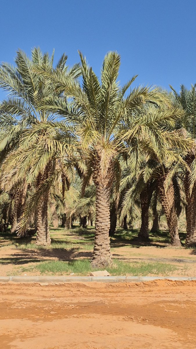 تحديث خرائطك يحتاج لوقفةجادة مع النفس،لا تستطيع عزيمة هشة تحريك بوصلة المستحيل 
كن أنت صاحب السبق في صياغة الحكاية عمادها الصلابةوالمرونة 
لا تركن لنظرات البعض
قد يعرقلك ما تراه هناك
النجاح يُصنع من وقفةحازمة توقيتها أحيانًا لا يتعدى الدقائق العشر!
#صباح_الخير 
#يخبرني_الصباح