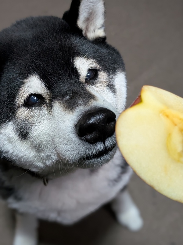 黒柴©️（感謝） 田中六五 糸島産山田錦純米 - 住吉酒販