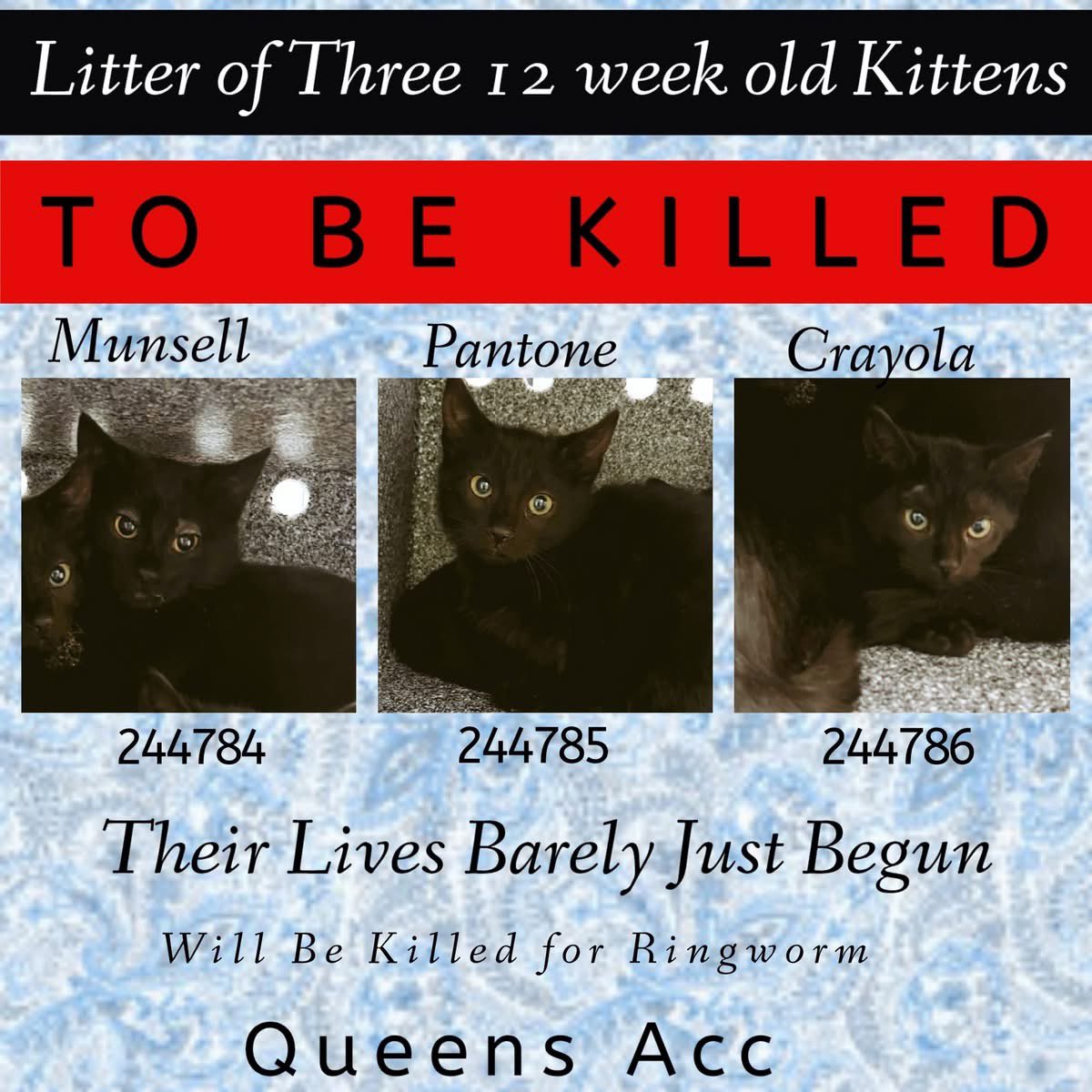 🆘Please REPOST-adopt-foster🆘

PANTONE is on the “emergency placement” list at NYC AC&amp;C and needs out of the shelter by 12 NOON 1/8!

#TeamKittySOS newhope.shelterbuddy.com/Animal/Profile…