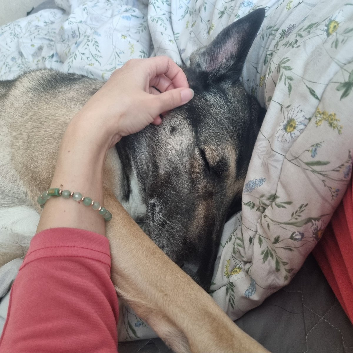 차차는 잠투정이 있어서 잠들때까지 만져달라고 계속 치댄다.

이 덩치만 큰 응애자식..