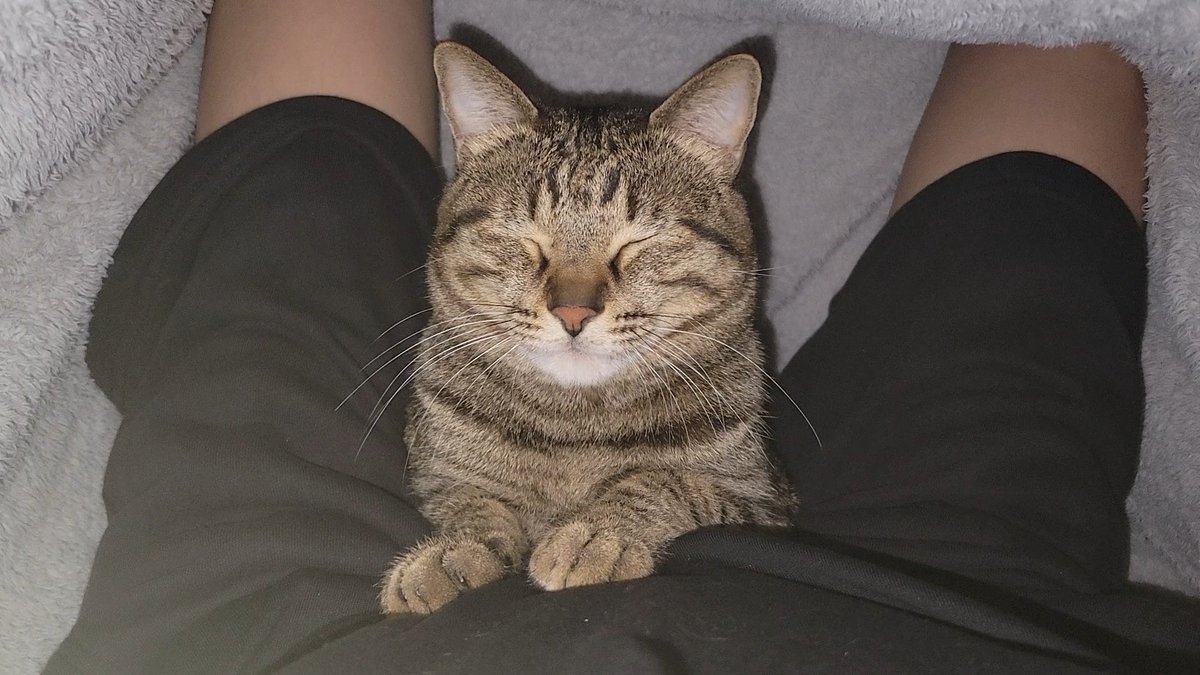 しぴこめᓚᘏᗢ (@chipie0826) / Highlights / X