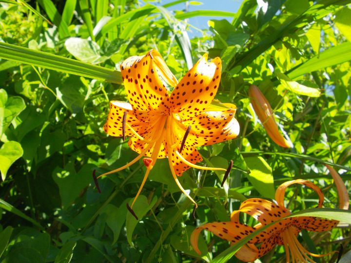 Hawk3330's tweet image. Art of the Day! "Tiger Lily２". Buy at: ArtPal.com/HawkOren?i=301…