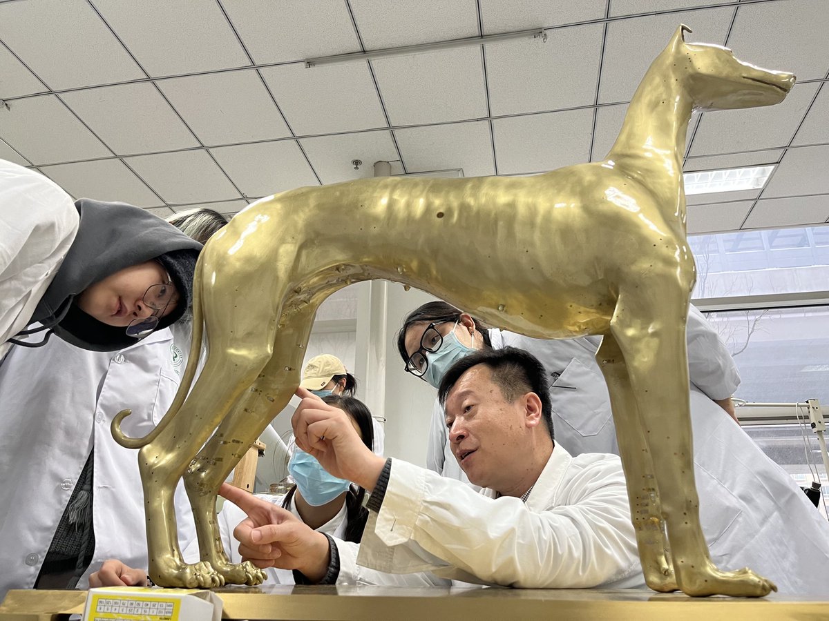 BeijingEvening's tweet image. 遍布近100个腧穴，智能针灸犬诞生就遇“抢单”
China has taken #pettherapy to the next level by launching the first nationwide intelligent canine #acupuncture teaching aid. Developed by #Beijing University of Agriculture, this “Acupuncture Smart Dog” features nearly 100 acupoints and