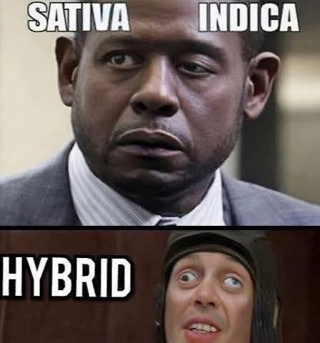 _StonersRUs_'s tweet image. 💯🤣