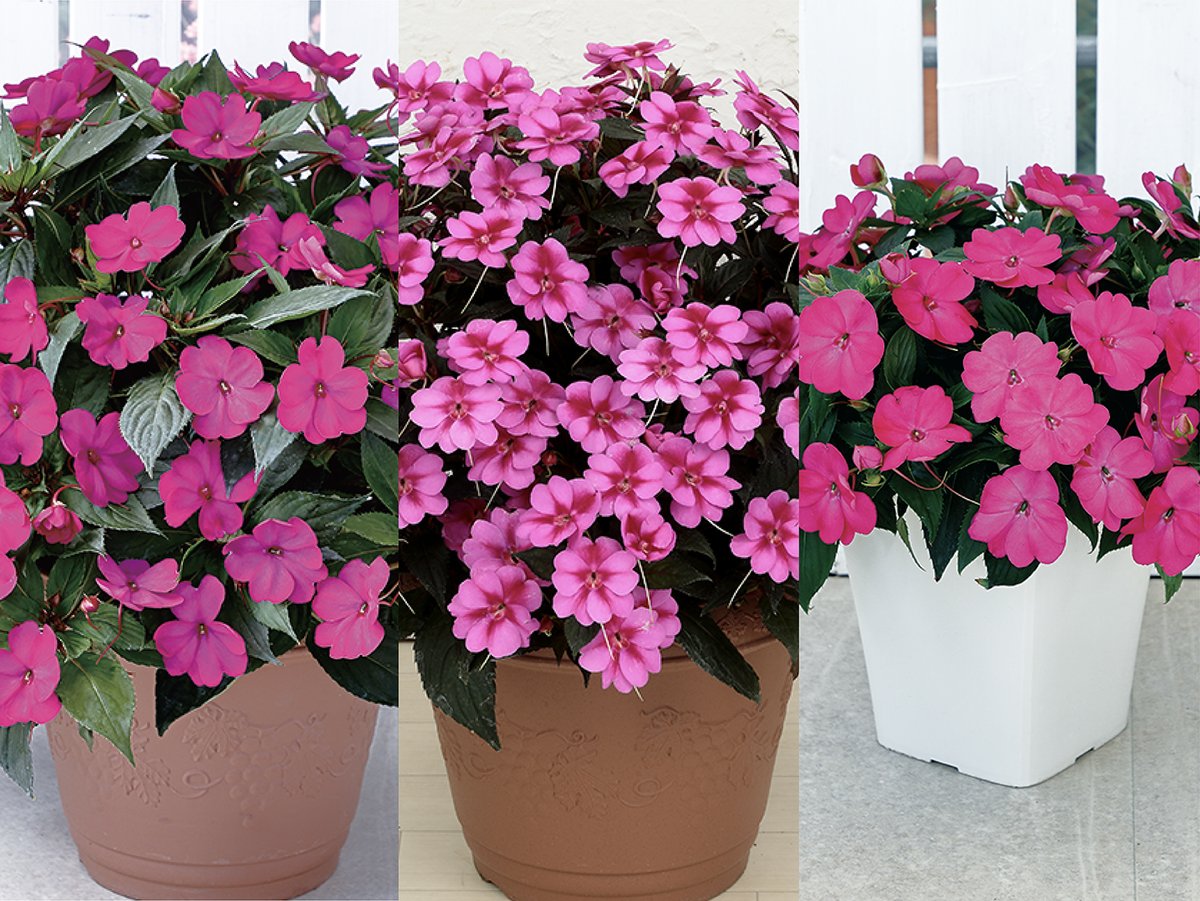 株式会社 サカタのタネ【公式】 (@sakataseedcorp) / Posts / X