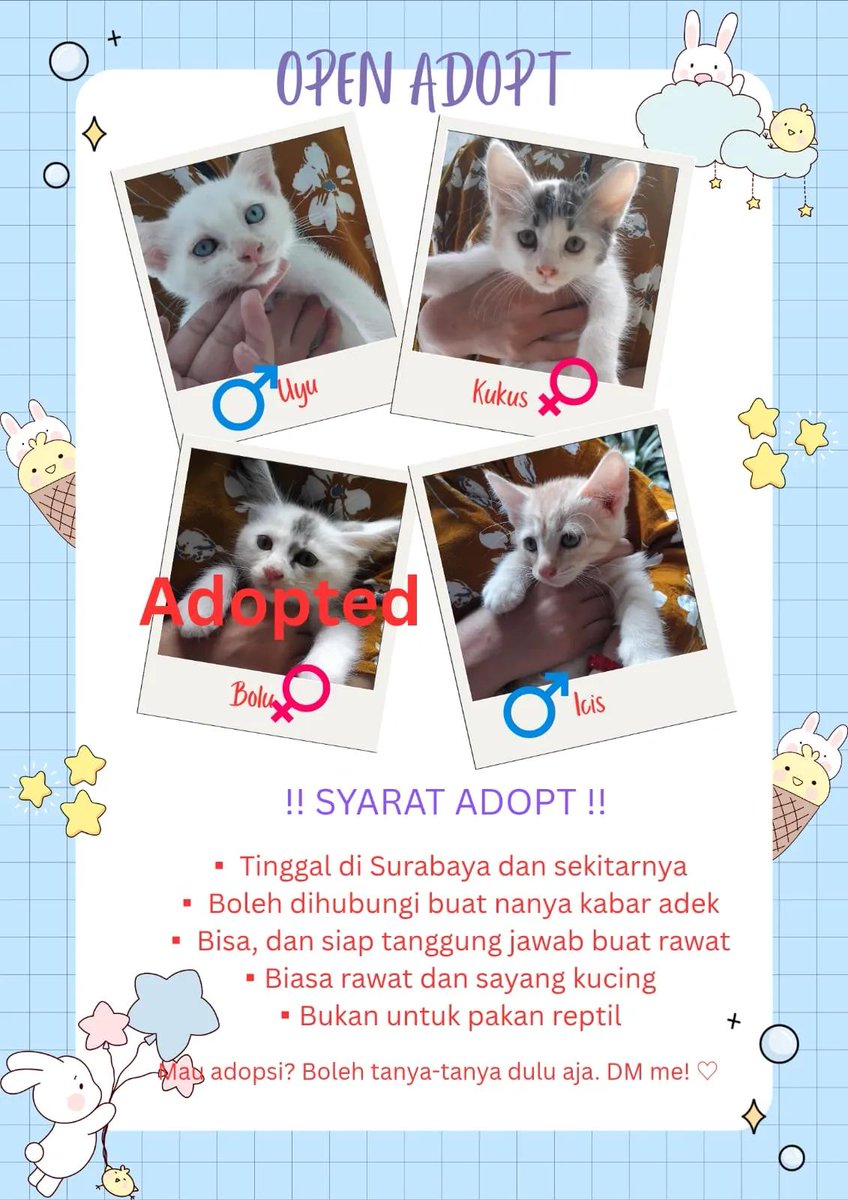 smileyyounn's tweet photo. Hai Aku masih open Free adopt  kitten usia sekitar 3 bulan.
Dom Surabaya &amp; sekitarnya ya.
Kitten nya aktif, sehat, lucu &amp; pinter pipup di litter box.
Yang mau adopt bisa langsung DM ya! 🥰 https://t.co/q7ZBh8HGSC