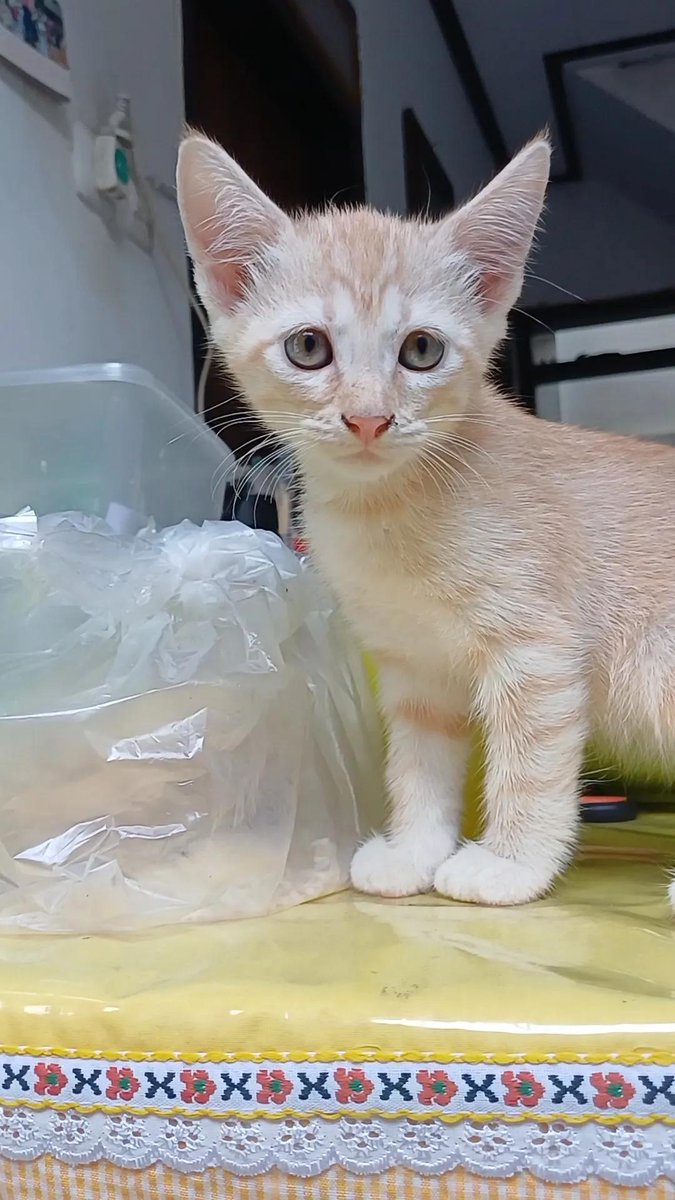 smileyyounn's tweet photo. Hai Aku masih open Free adopt  kitten usia sekitar 3 bulan.
Dom Surabaya &amp; sekitarnya ya.
Kitten nya aktif, sehat, lucu &amp; pinter pipup di litter box.
Yang mau adopt bisa langsung DM ya! 🥰 https://t.co/q7ZBh8HGSC