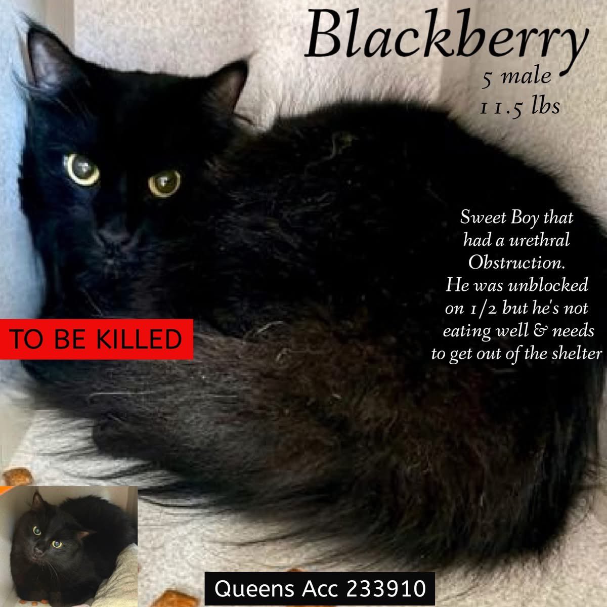 🆘Please REPOST-adopt-foster🆘

BLACKBERRY is on the “emergency placement” list at NYC AC&amp;C and needs out of the shelter by 12 NOON 1/8!

#TeamKittySOS newhope.shelterbuddy.com/Animal/Profile…